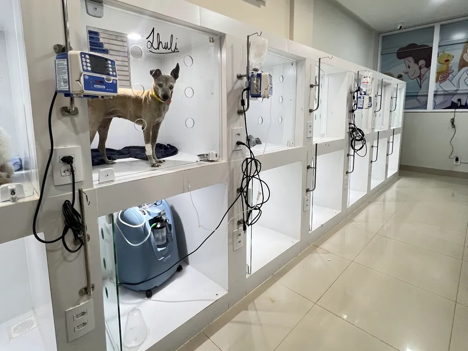 Internação da Santa Cany com canis climatizados